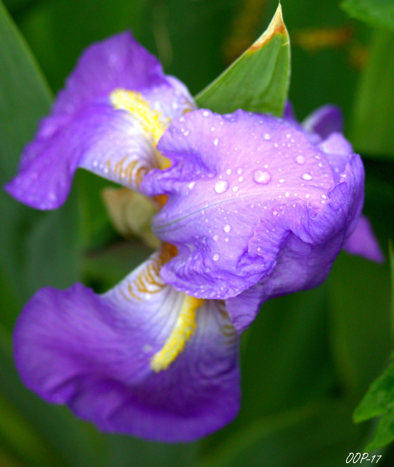 Canon EOS 600D (Rebel EOS T3i / EOS Kiss X5) sample photo. Irish () photography