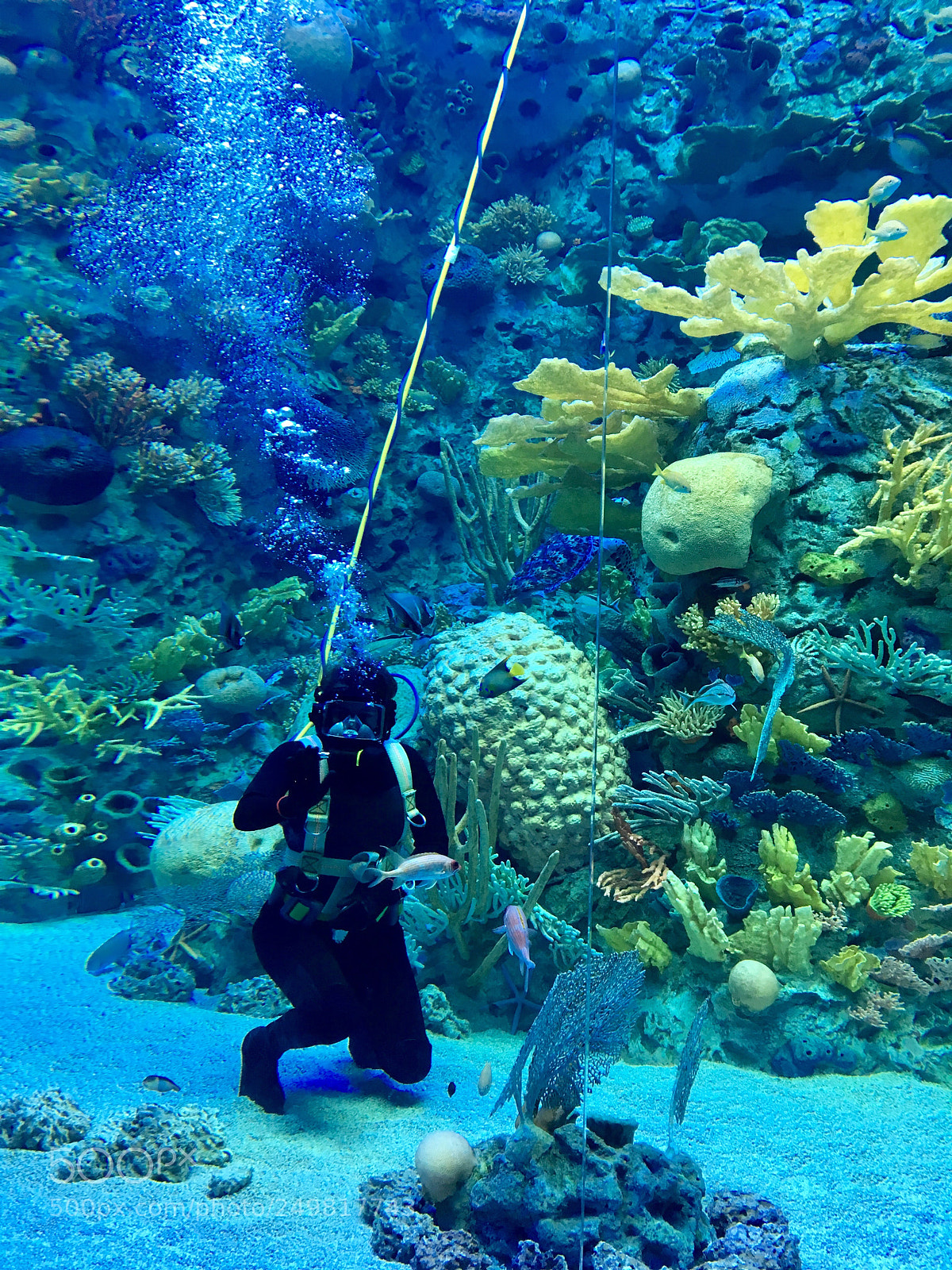 Apple iPhone SE sample photo. Diver. photography