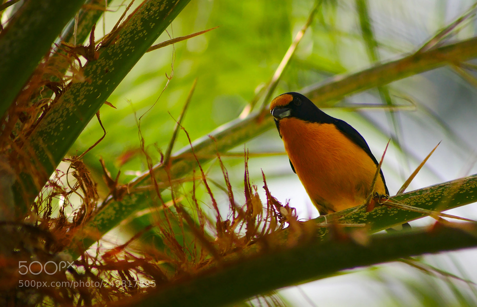 Nikon D90 sample photo. Euphonia violacea (♂) ii photography