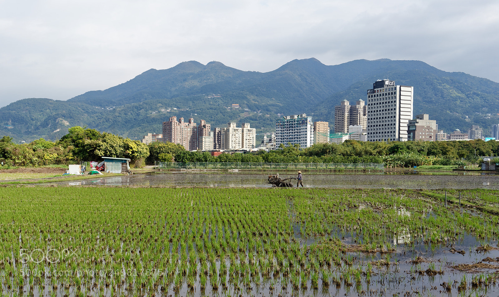 Sony a7 II sample photo. Rice farmer photography