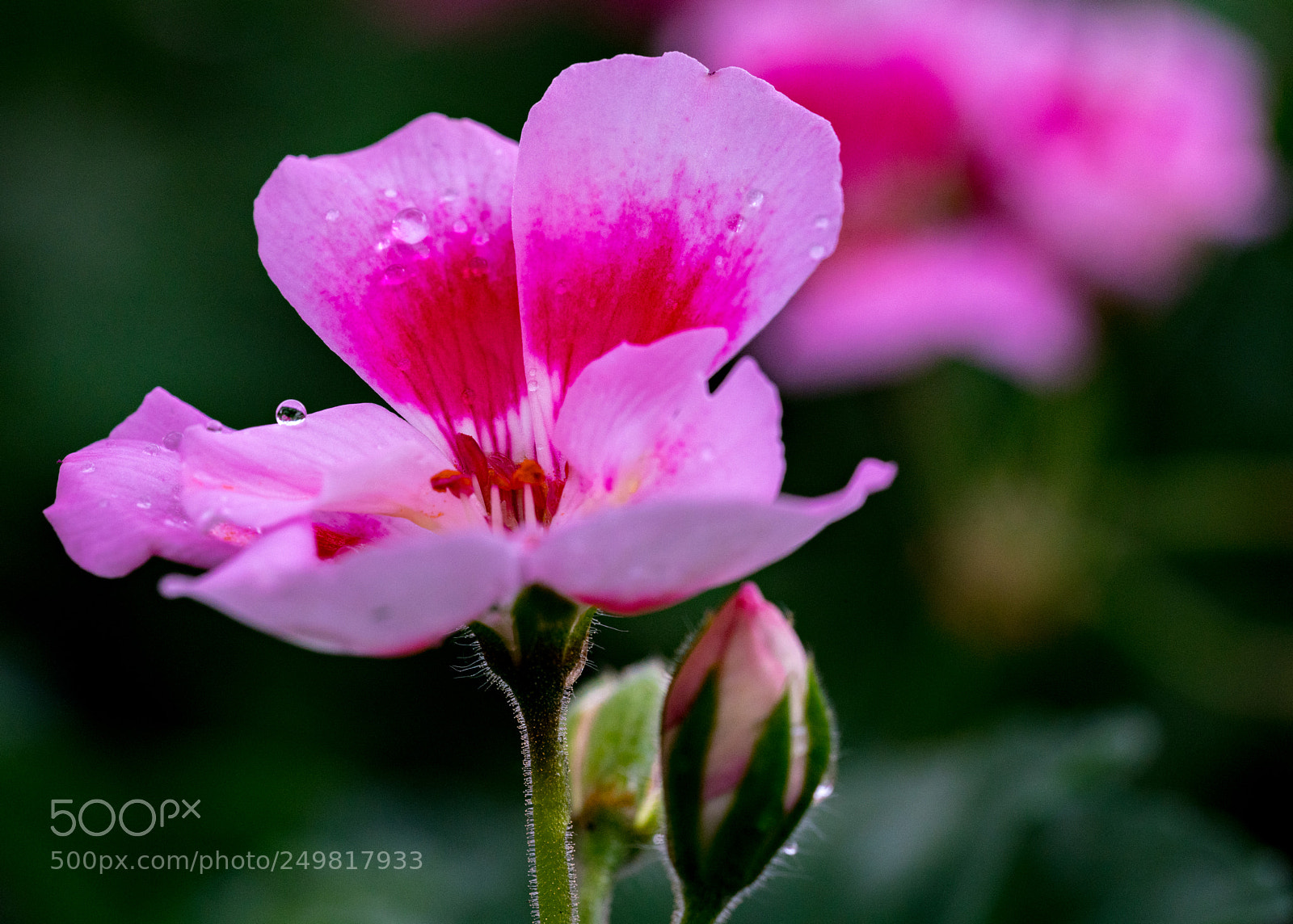 Sony a7R II sample photo. Morning dew photography