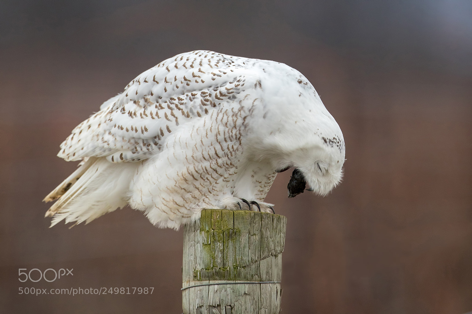 Canon EOS-1D X Mark II sample photo. Snowy owl photography