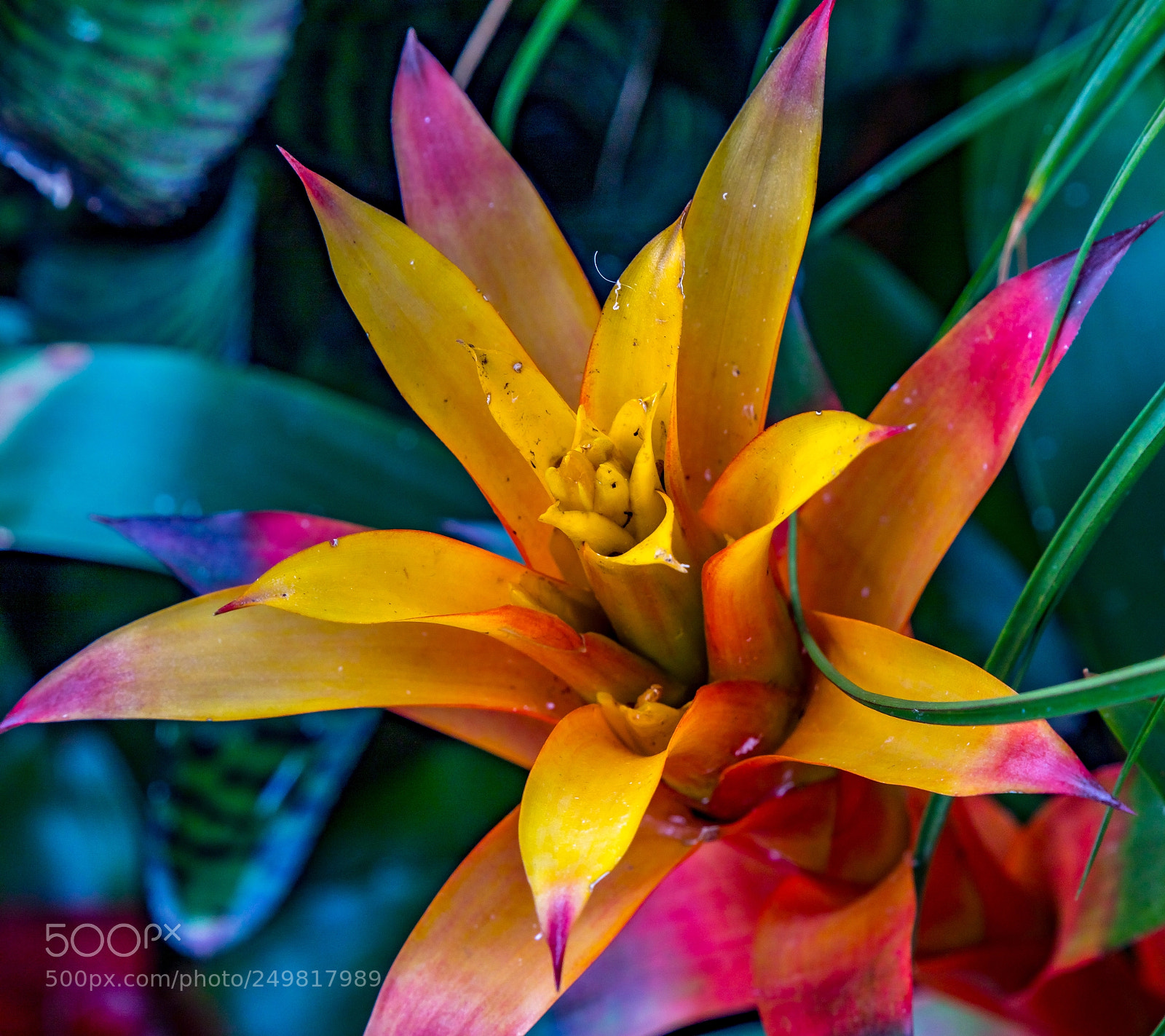 Canon EOS 5D Mark IV sample photo. Colors on parade photography