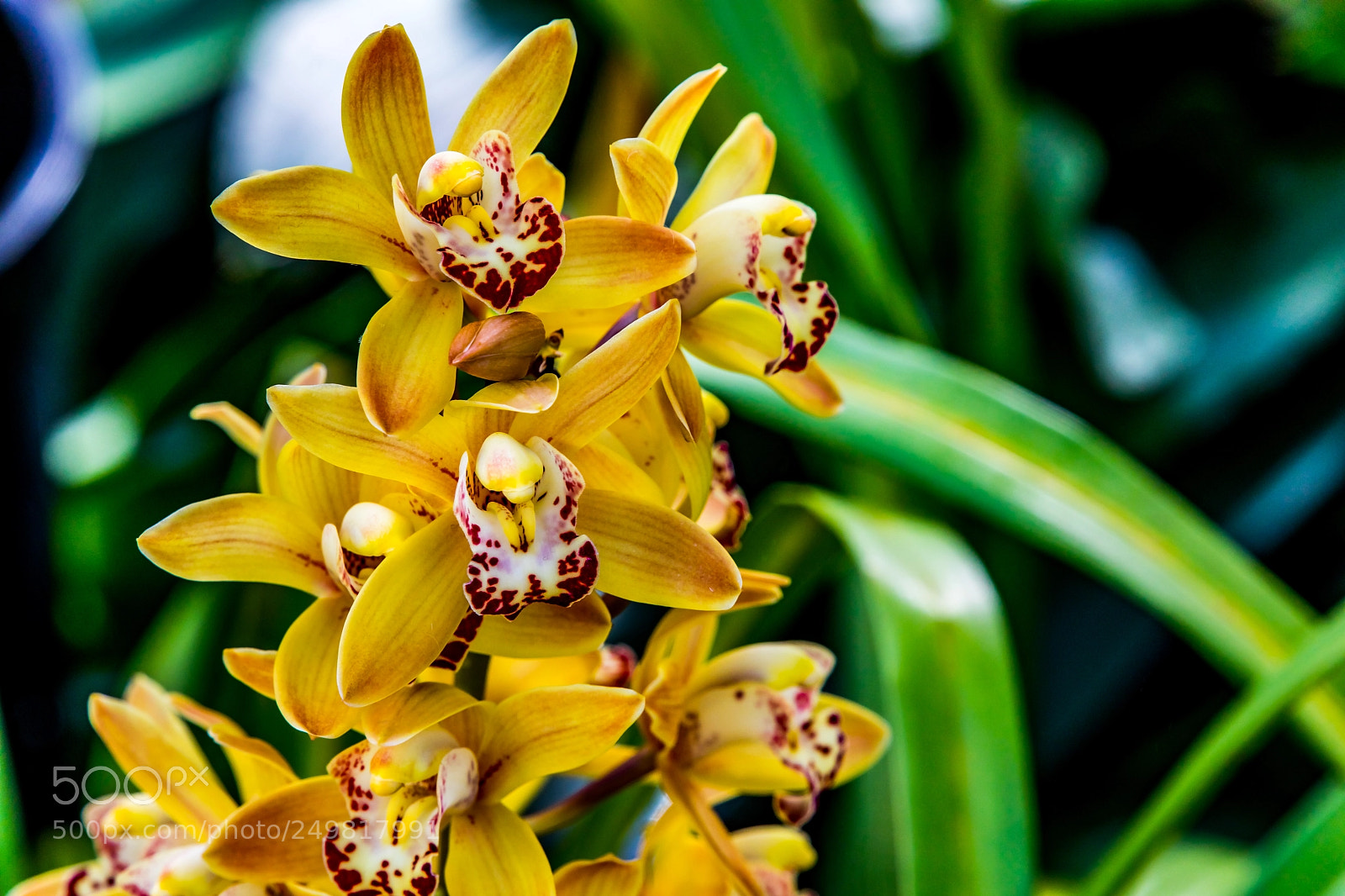 Canon EOS 5D Mark IV sample photo. Tower of orchids photography