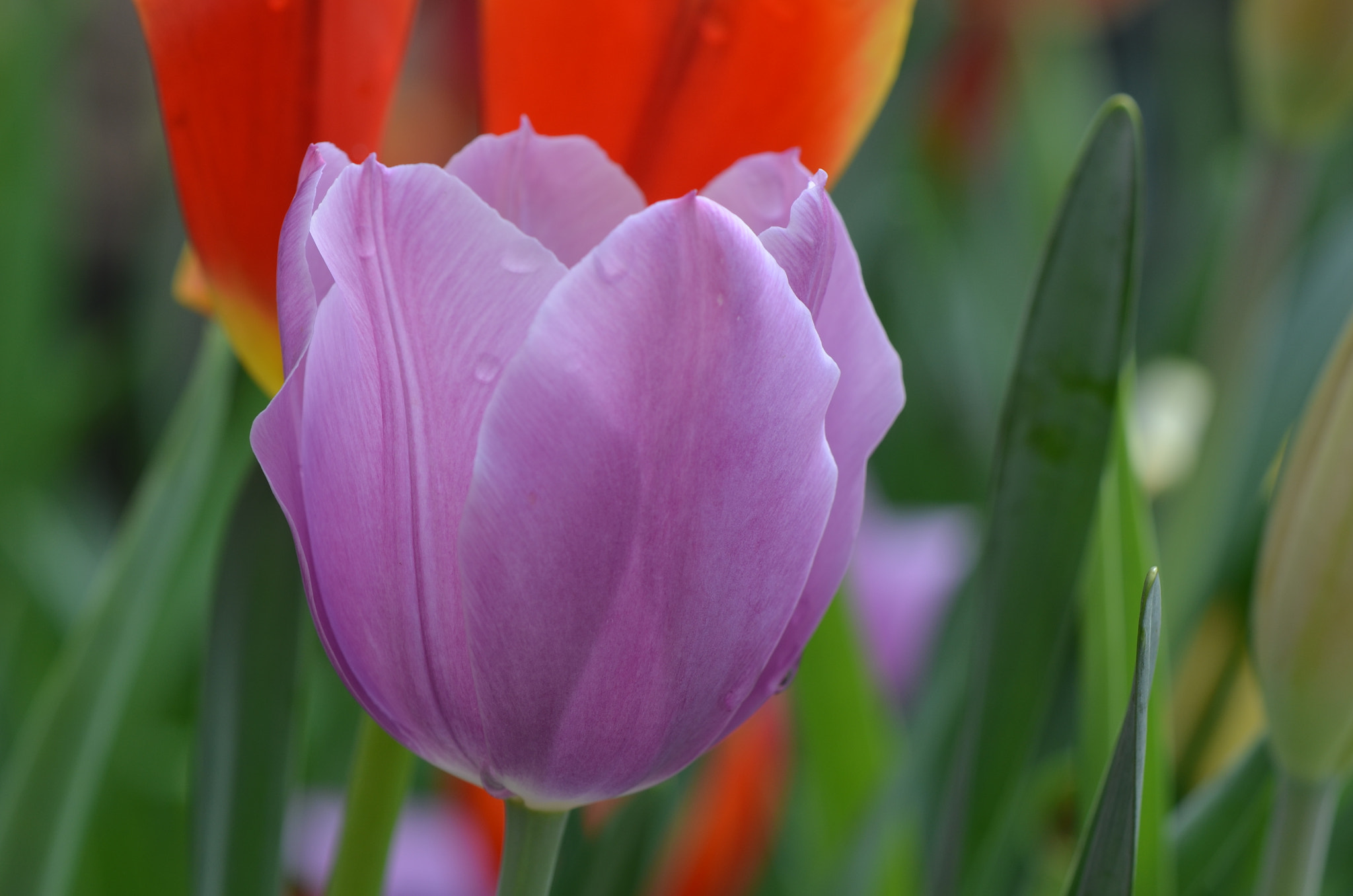 Nikon AF-S DX Micro-Nikkor 85mm F3.5G ED VR sample photo. Violet tulip photography