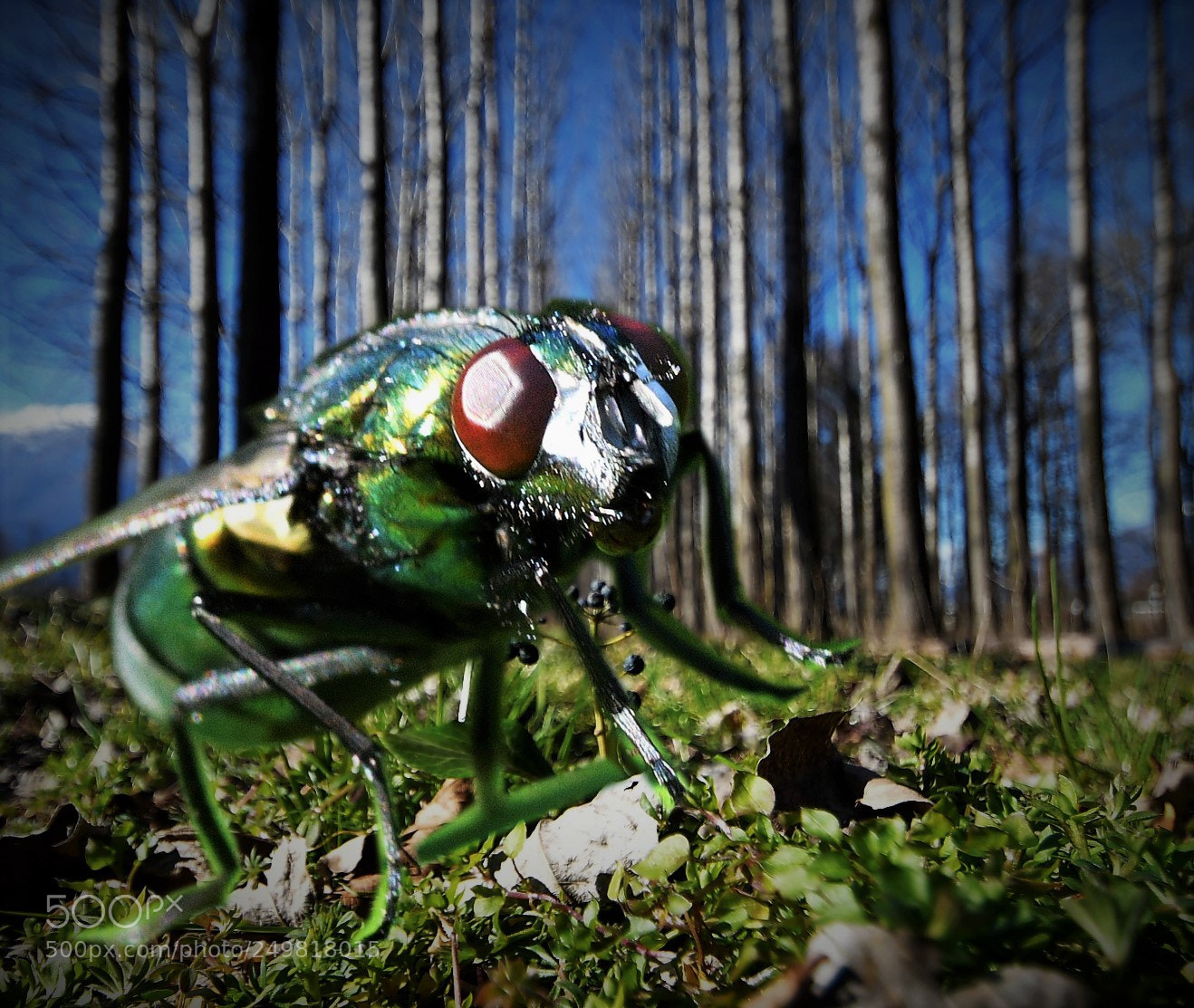 Nikon D500 sample photo. Untitled photography