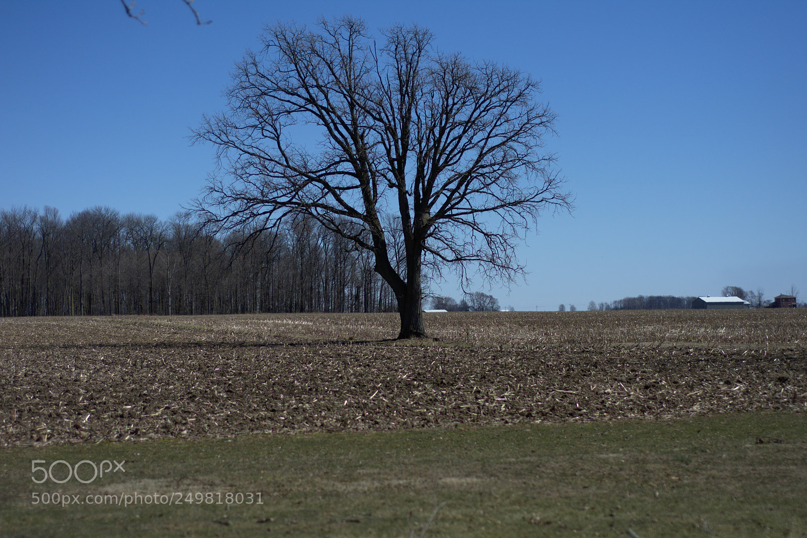 Nikon D7200 sample photo. Defiant_tree photography