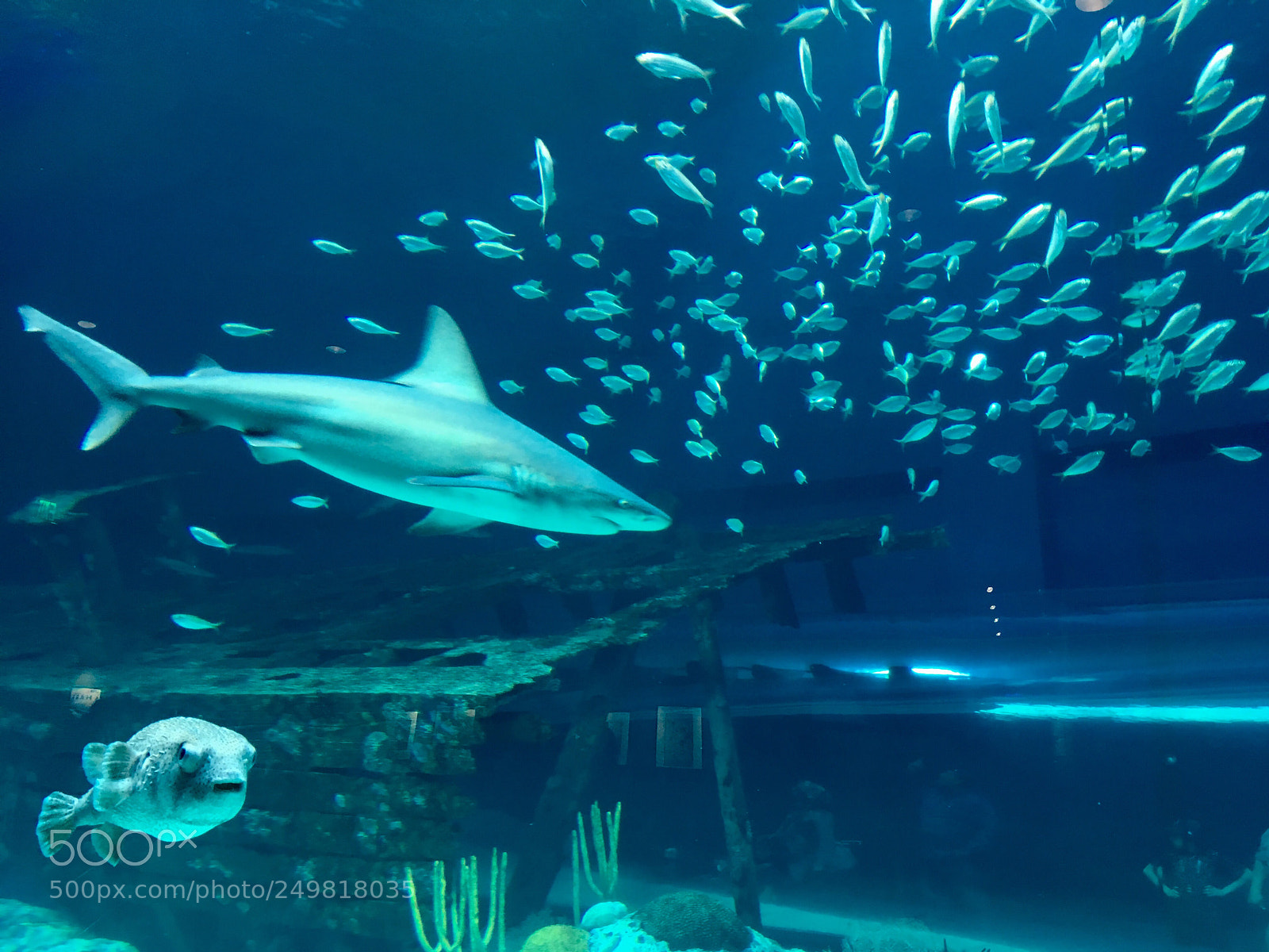 Apple iPhone SE sample photo. Shark. photography