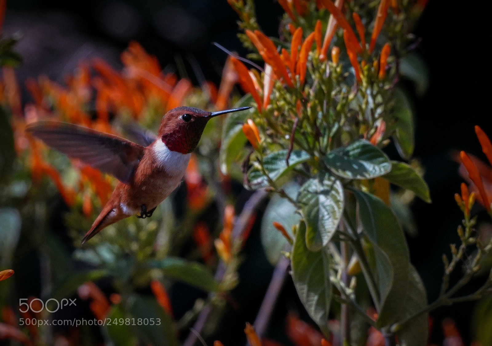 Sony a7R III sample photo. Orange and green hummingbird photography