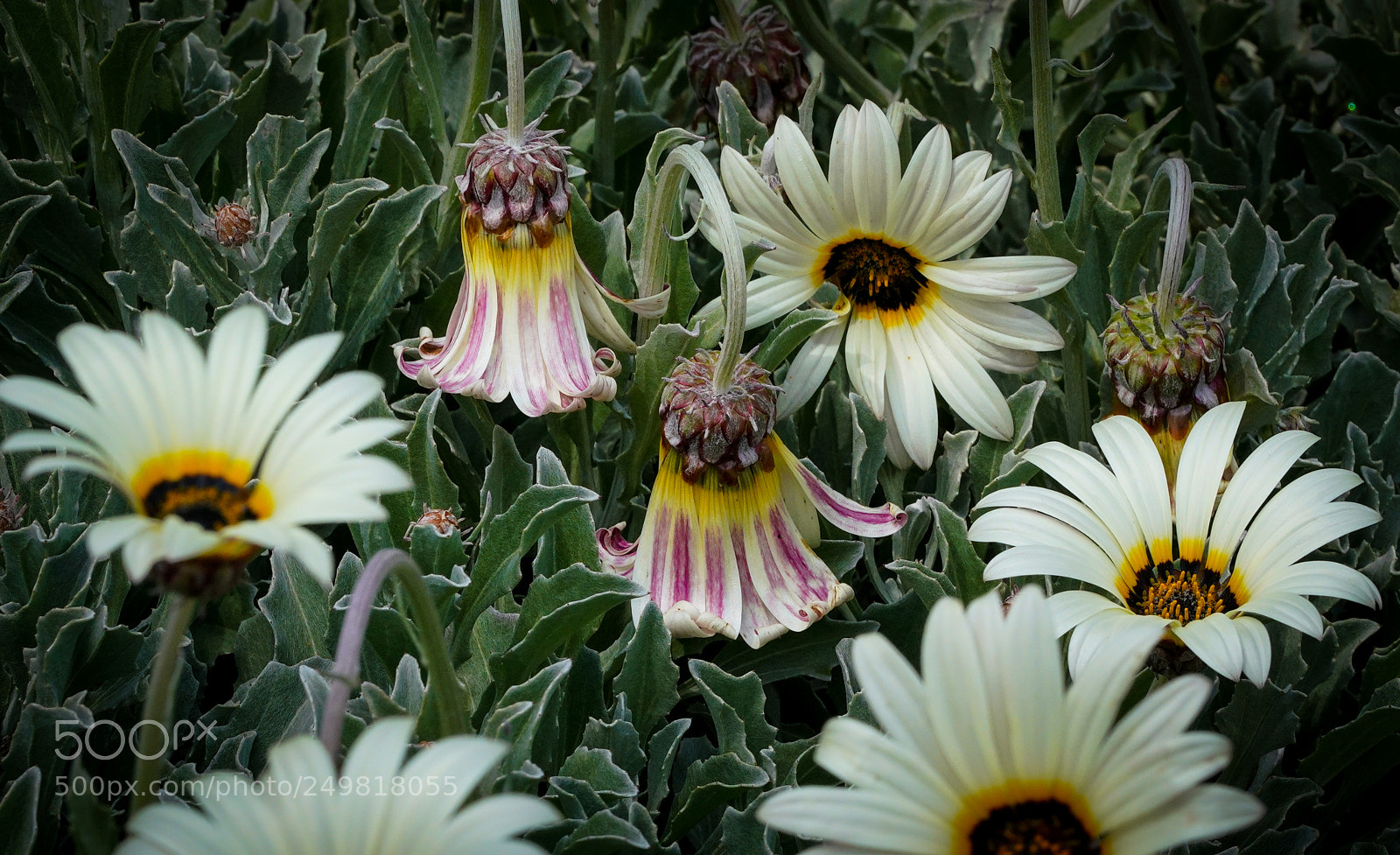 Sony a7R III sample photo. Spring flowers photography