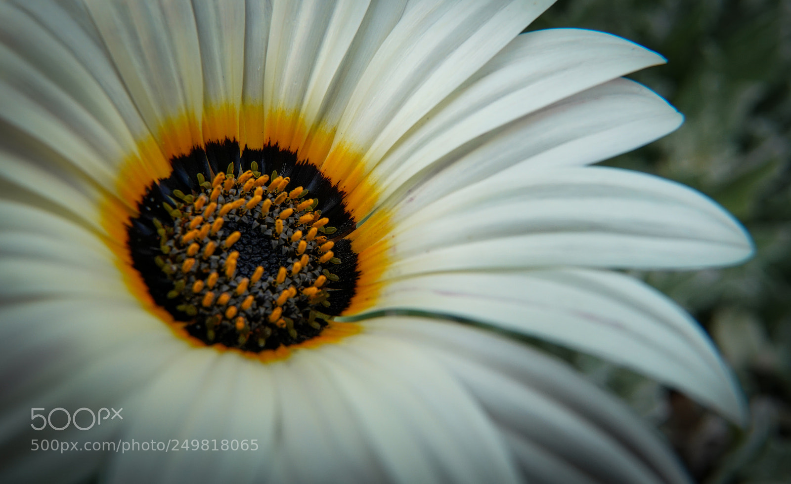 Sony a7R III sample photo. Golden crown photography