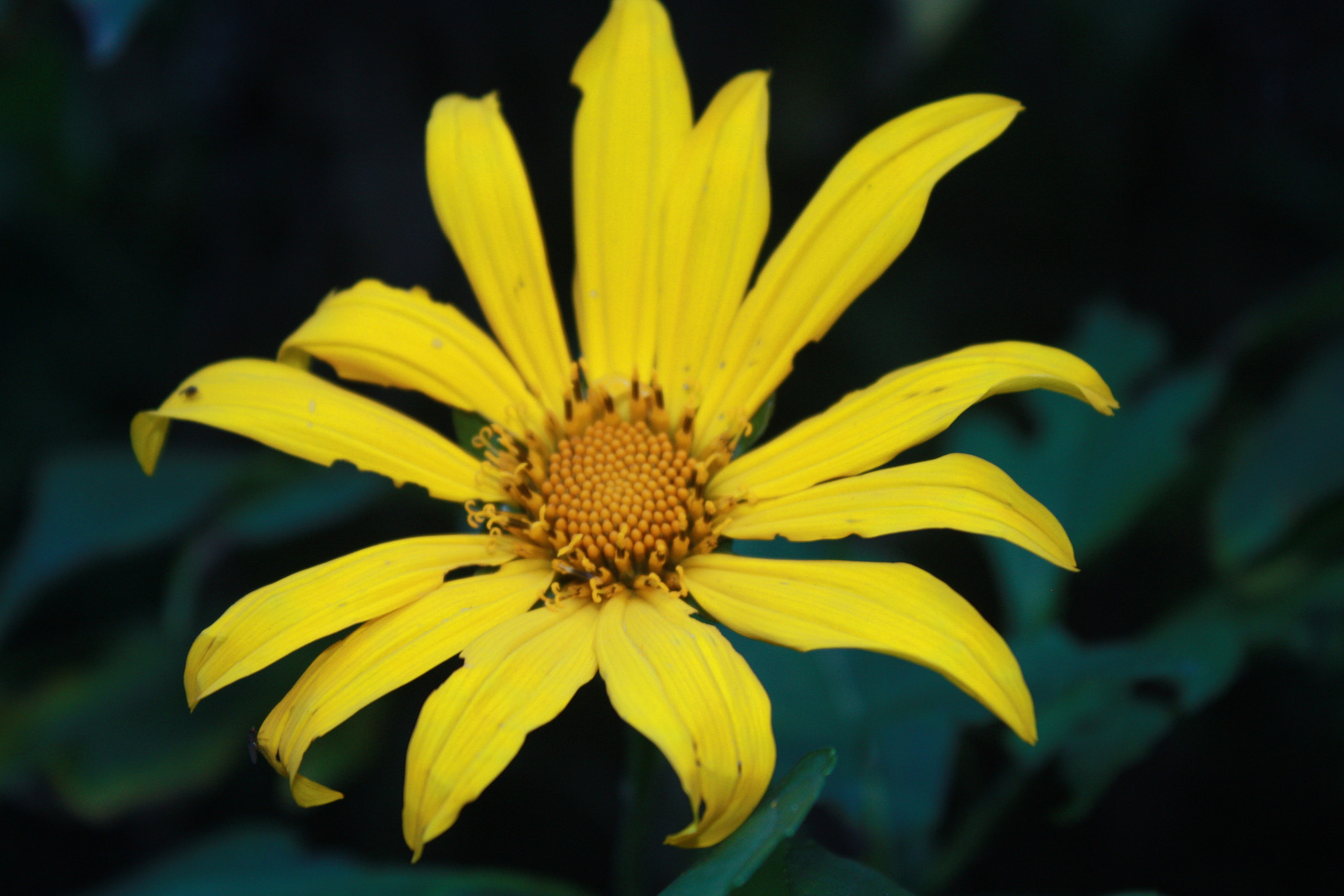 Canon EOS 450D (EOS Rebel XSi / EOS Kiss X2) sample photo. False sunflower photography