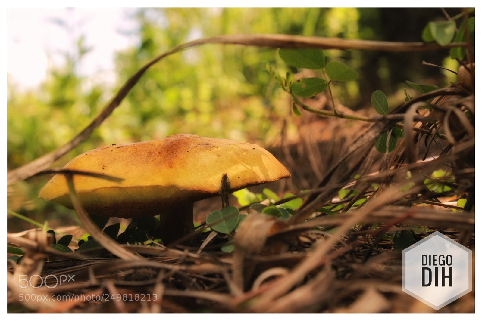Canon EOS 1300D (EOS Rebel T6 / EOS Kiss X80) sample photo. Morro dalledone photography