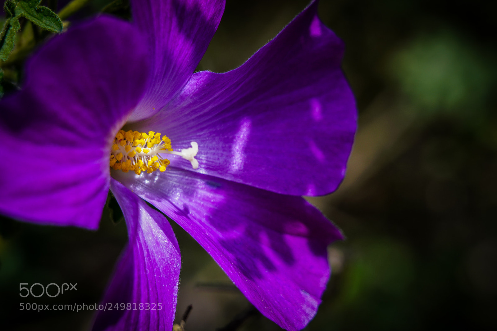 Sony a7R III sample photo. Purple photography