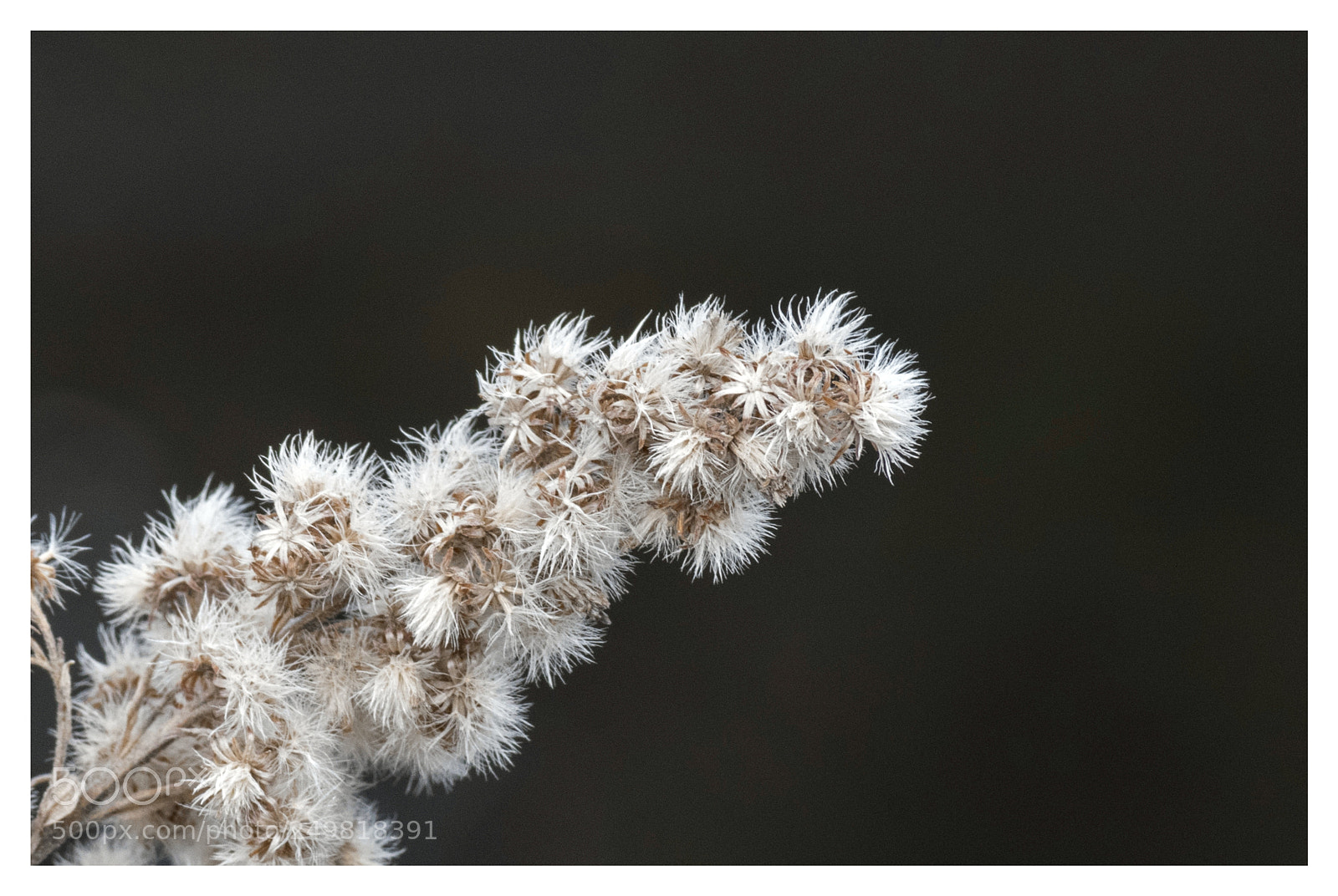 Nikon D3300 sample photo. Winter beauty photography