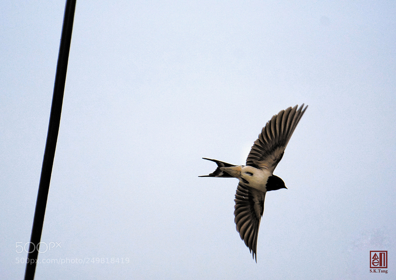 Sony a6300 sample photo. Swallow photography