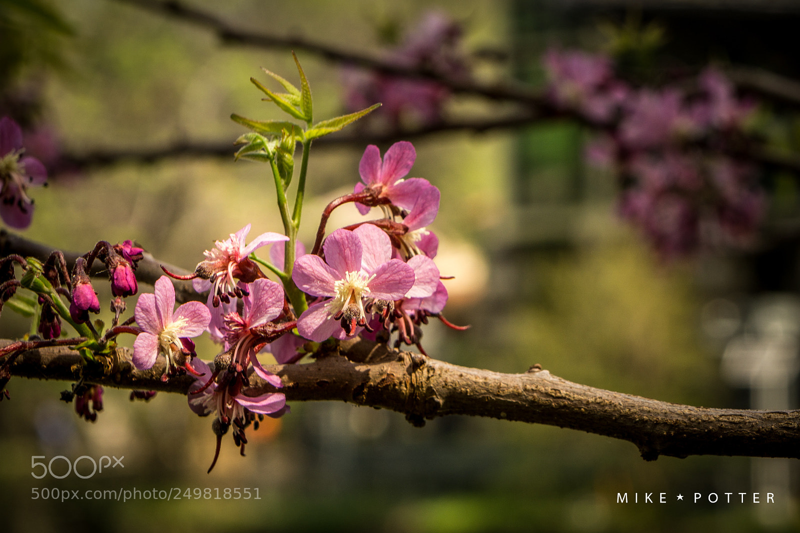 Sony a6000 sample photo. Brackenridge park photography