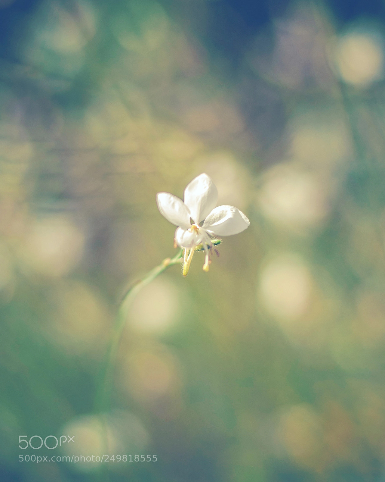Nikon D3000 sample photo. Flowers photography