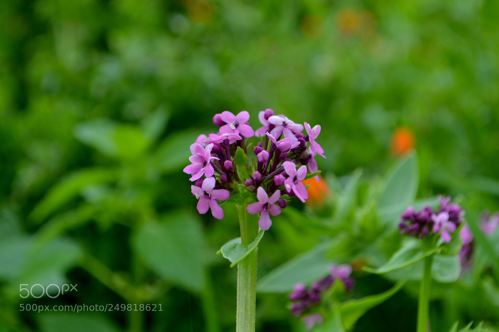 Nikon D3100 sample photo. Spring flower photography