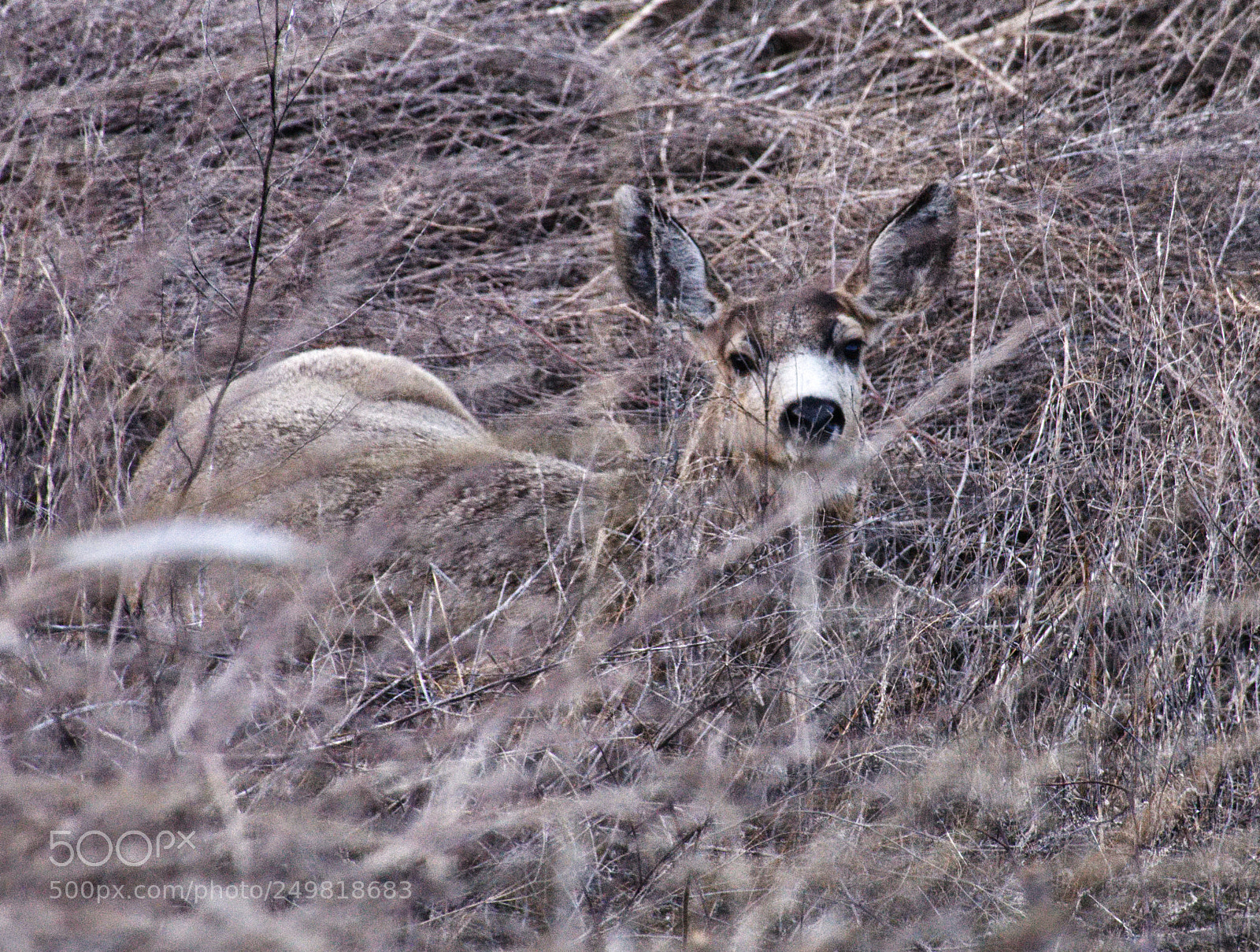 Nikon D7200 sample photo. Deer at dusk photography