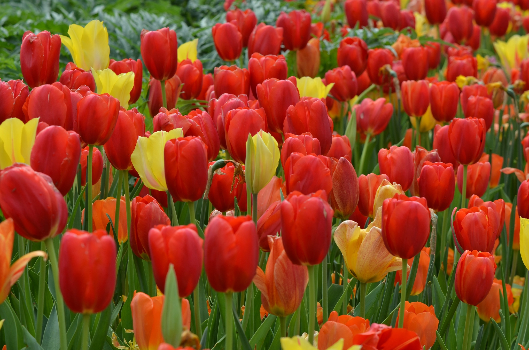Nikon D5100 sample photo. Red tulips photography