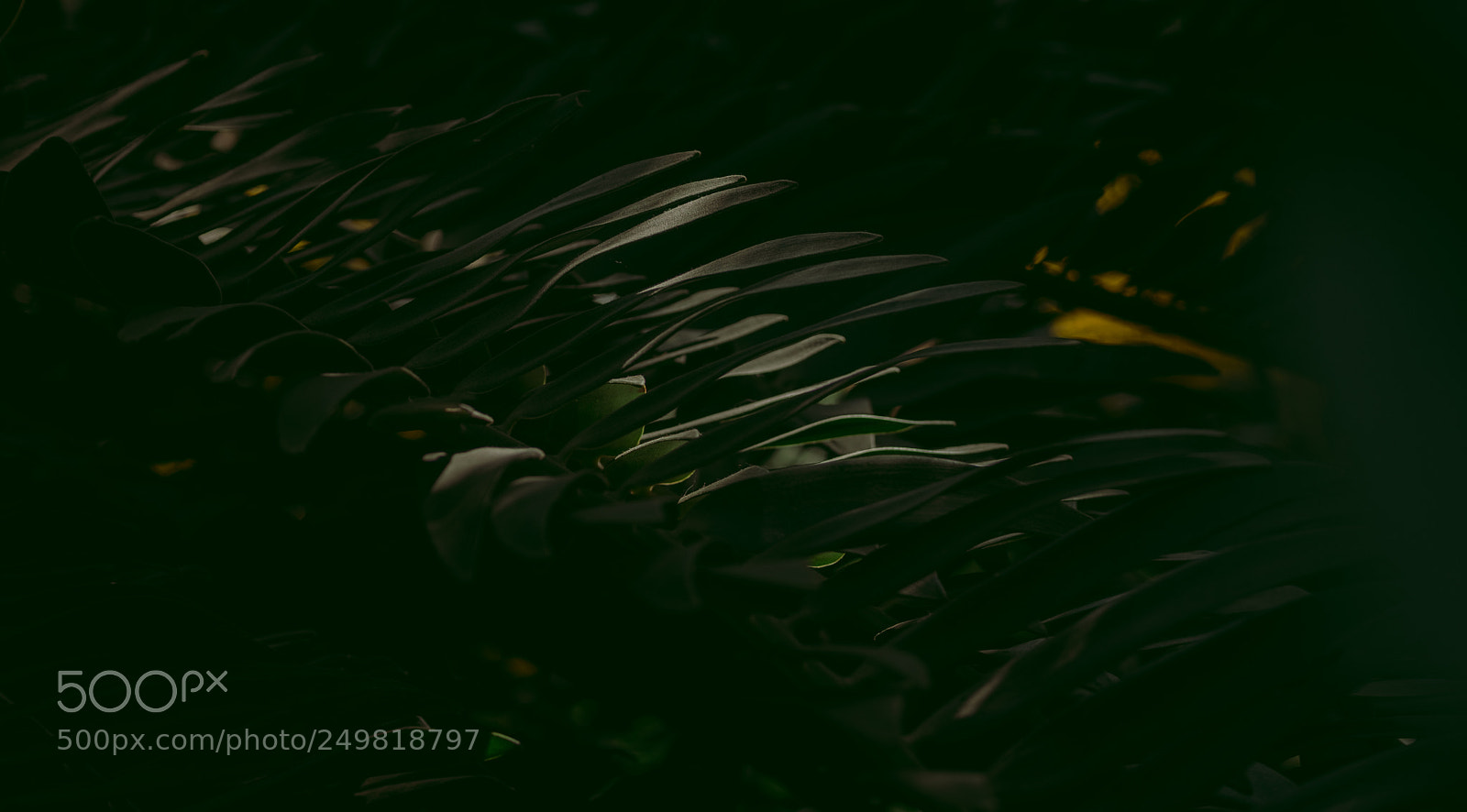 Fujifilm X-Pro2 sample photo. Still photography