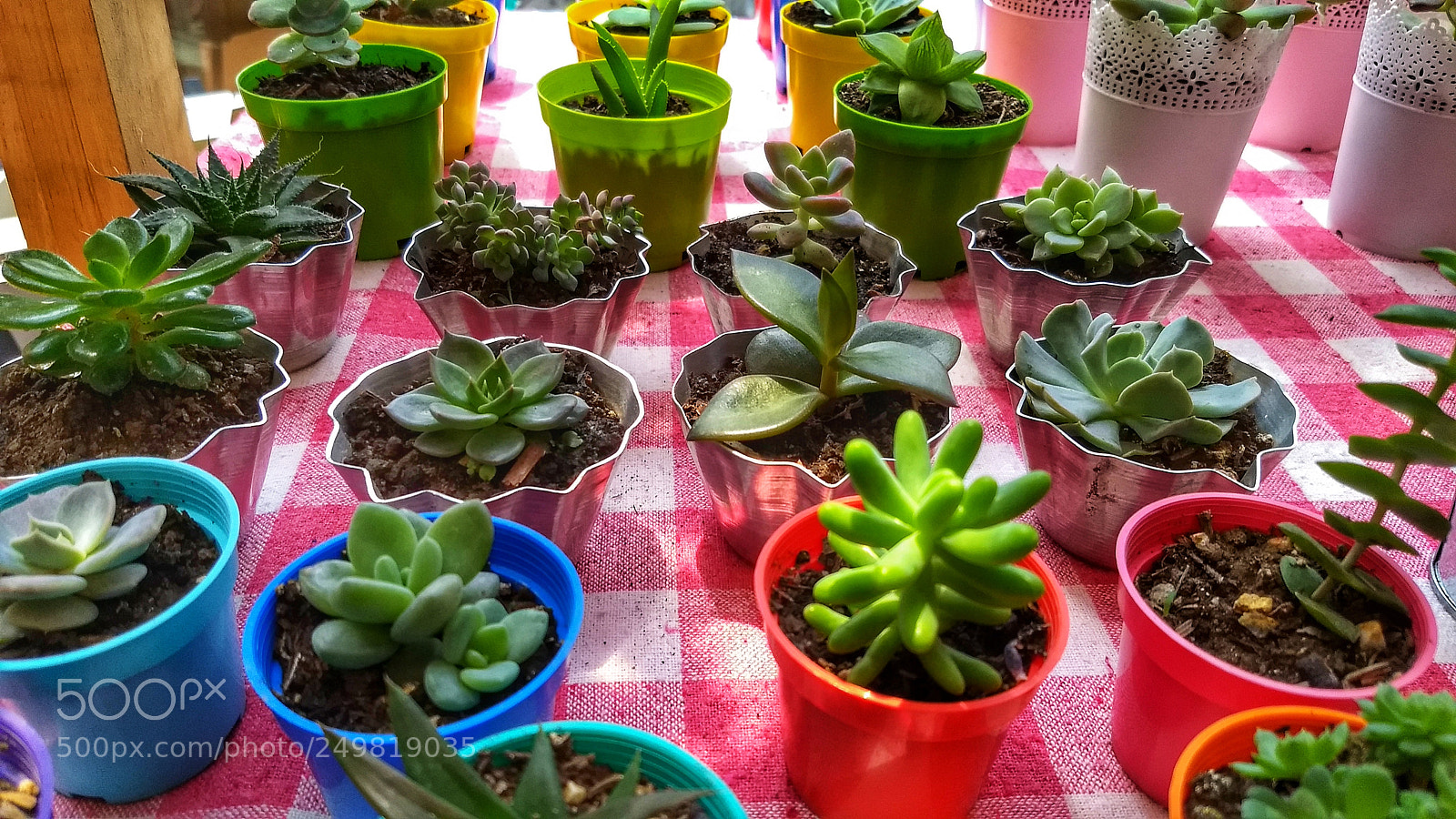 Motorola Moto G (5) Plus sample photo. Mini gardens photography