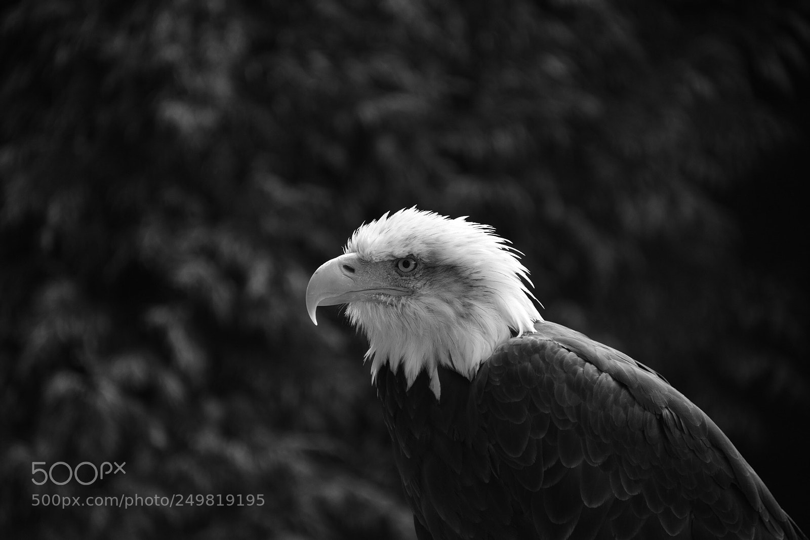 Nikon D800 sample photo. Eagle photography