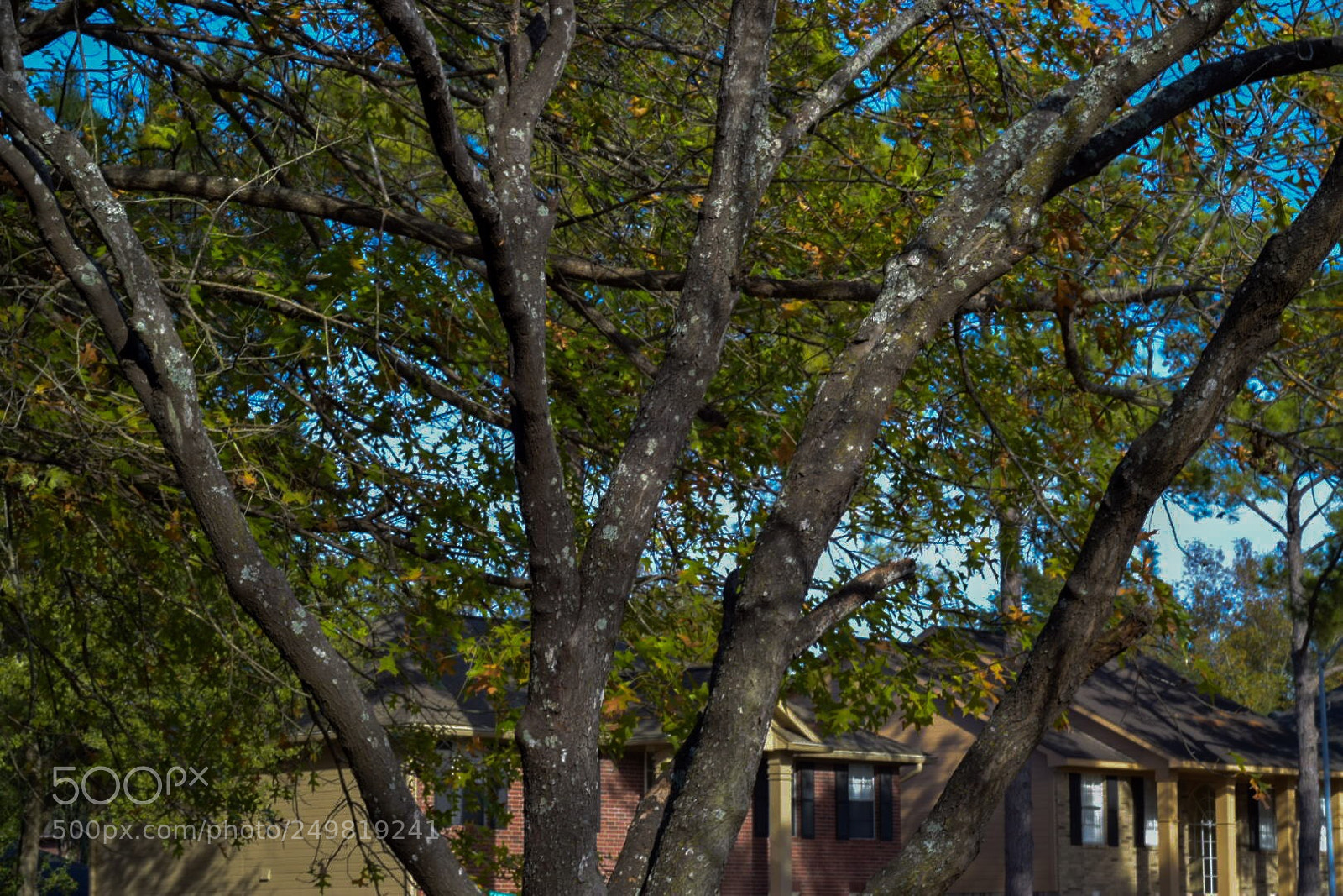 Nikon D3300 sample photo. Trees in suburbia  photography