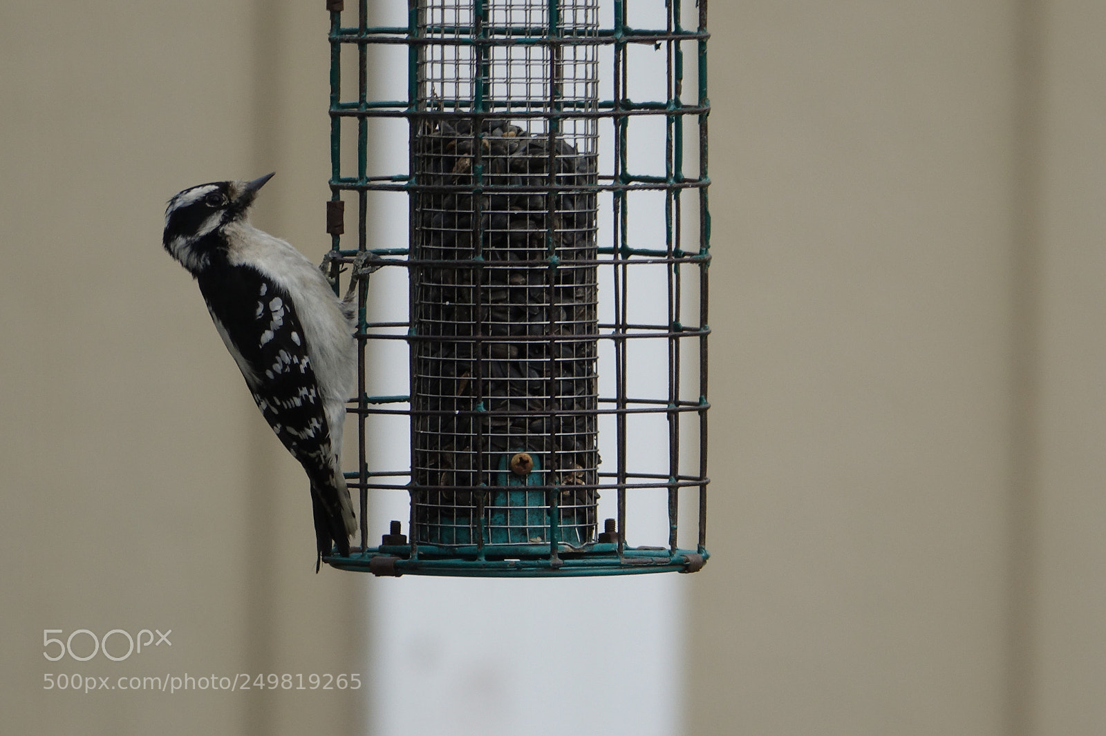 Sony Cyber-shot DSC-RX10 III sample photo. The woodpecker is not photography