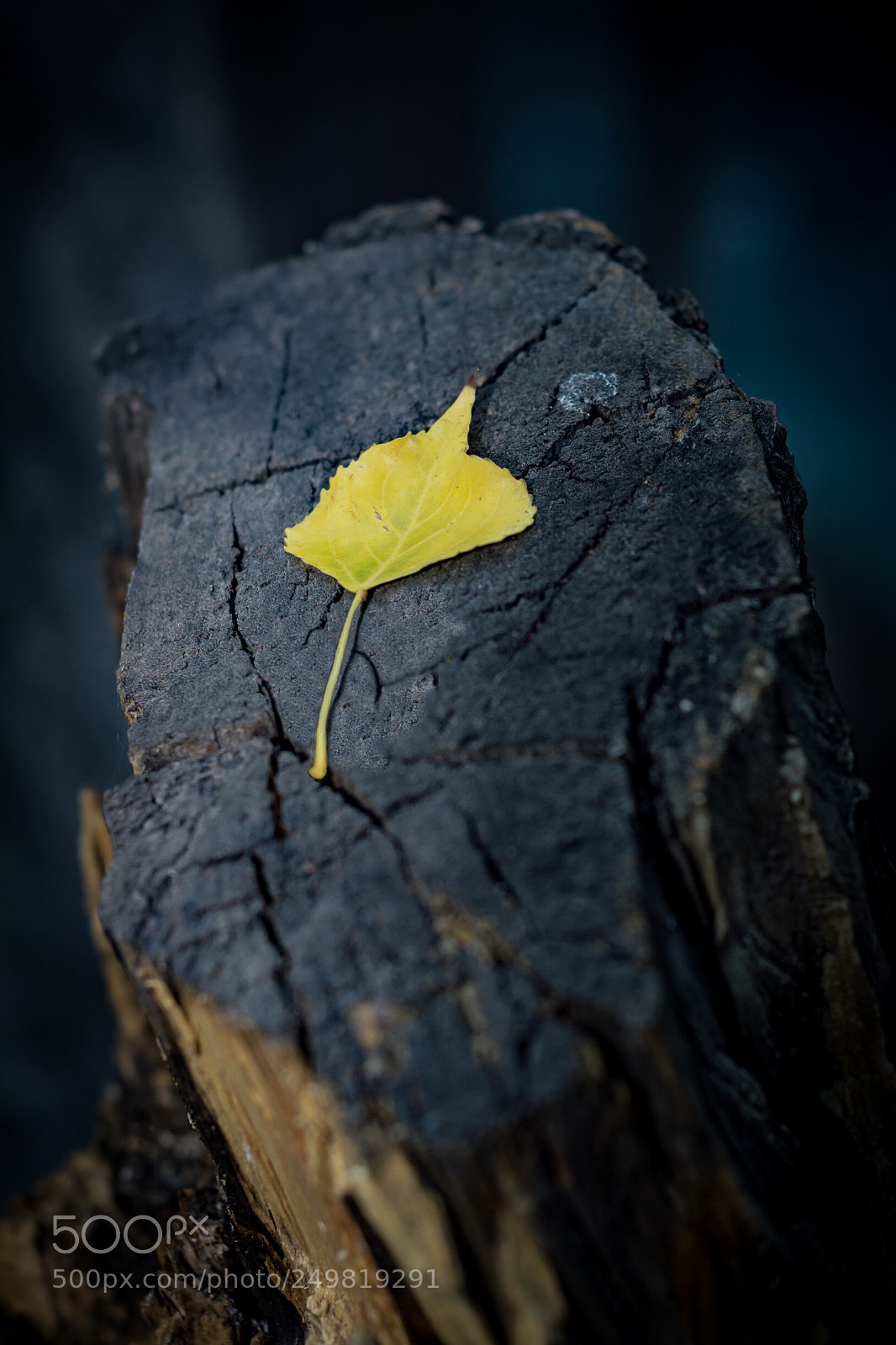 Nikon D7100 sample photo. Otoño is coming photography
