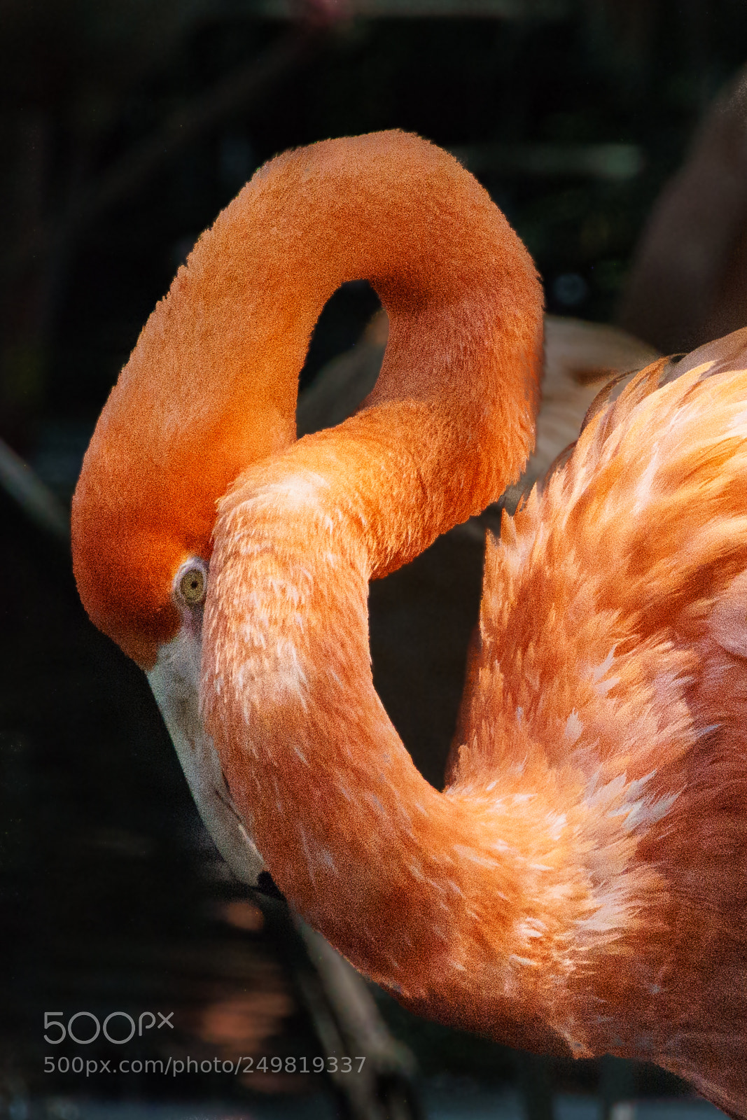 Sony ILCA-77M2 sample photo. Yoga flamingo photography