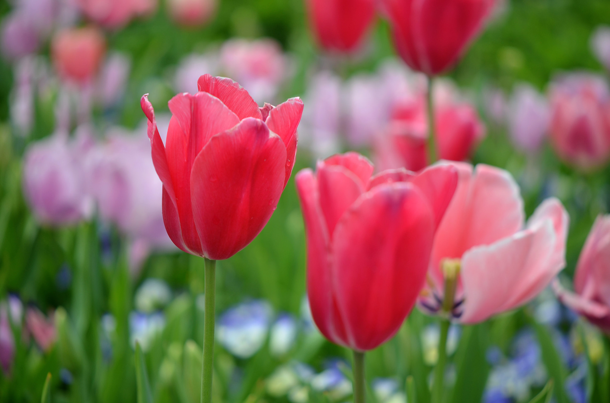 Nikon AF-S DX Micro-Nikkor 85mm F3.5G ED VR sample photo. Two tulips photography