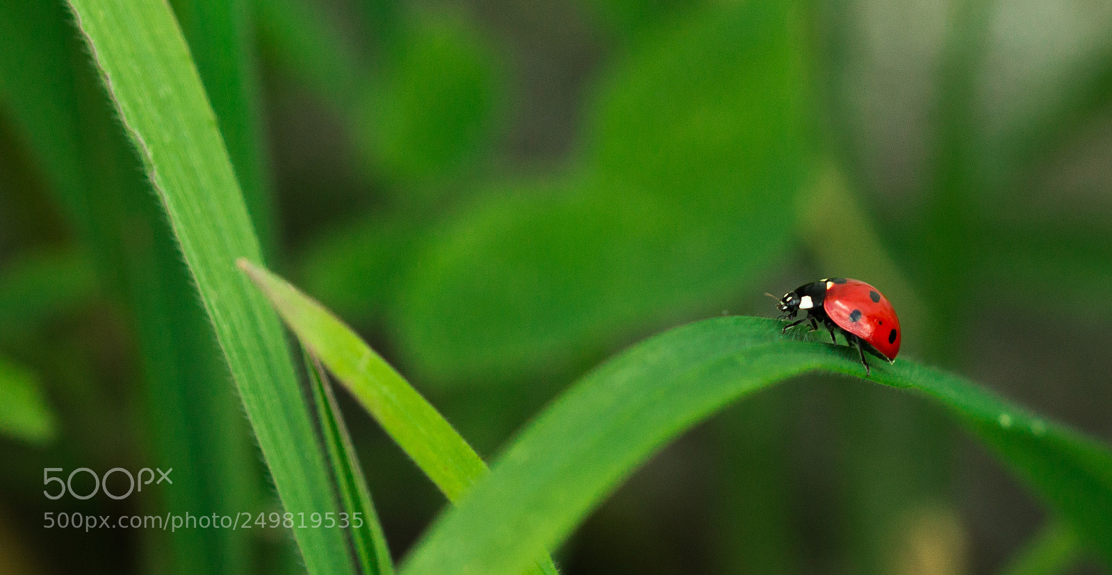 Canon EOS 1200D (EOS Rebel T5 / EOS Kiss X70 / EOS Hi) sample photo. Ladybug photography