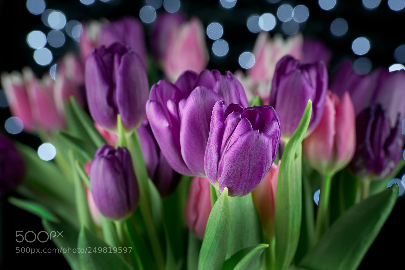 Nikon D800E sample photo. Tulip closeup photography