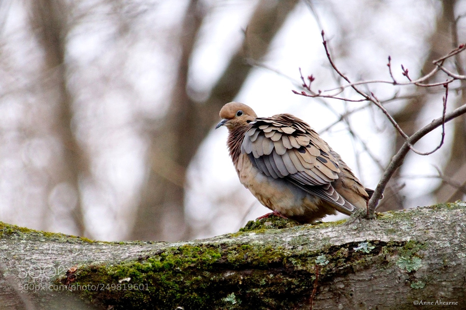 Sony ILCA-77M2 sample photo. Mourning dove photography