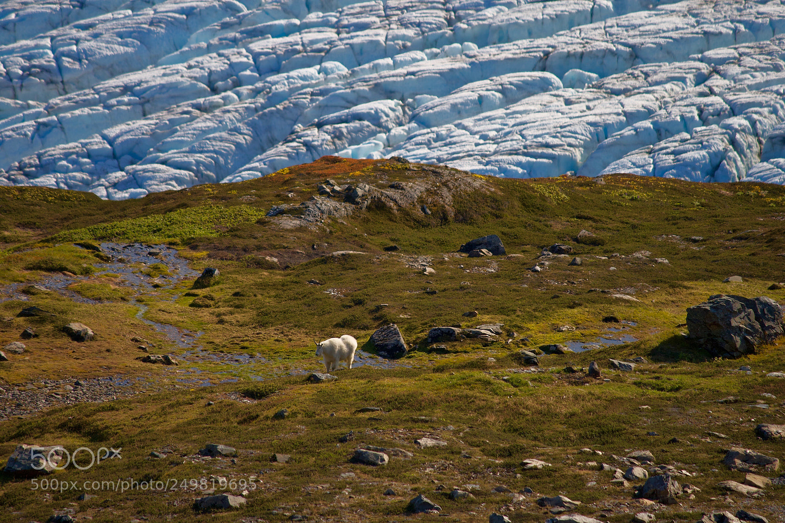 Canon EOS 400D (EOS Digital Rebel XTi / EOS Kiss Digital X) sample photo. Glacier goat and gratitude photography