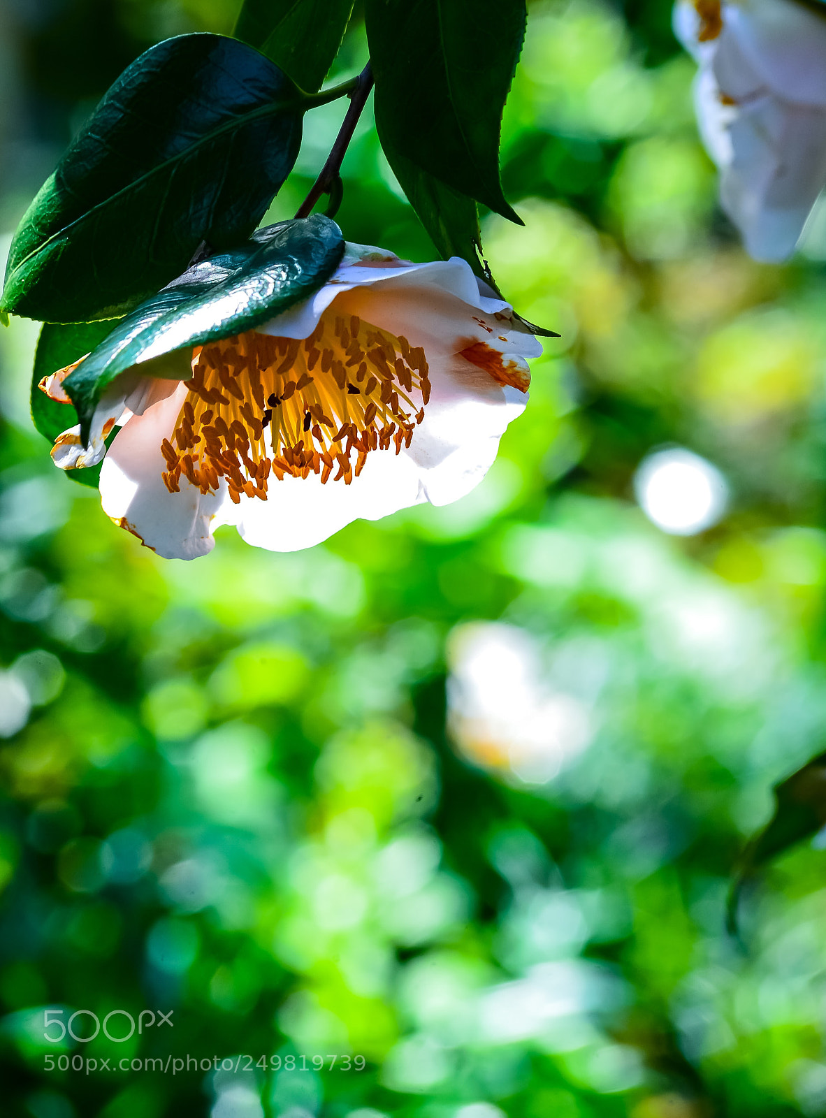 Nikon Df sample photo. The white camellia photography