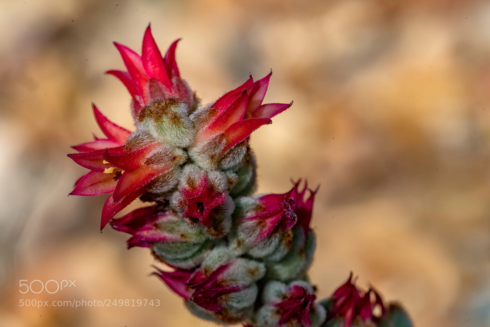 Sony a7R II sample photo. Subtly beautiful photography