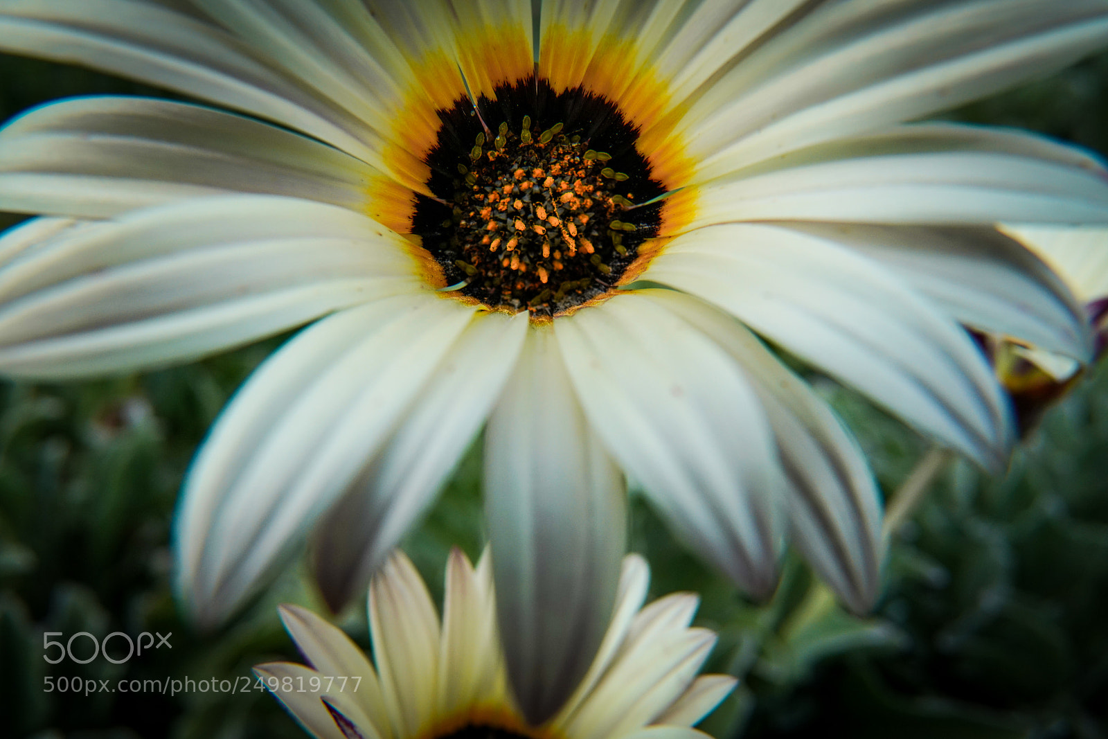 Sony a7R III sample photo. Garden hidden in a photography