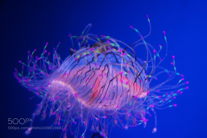 Nikon D200 sample photo. Jellyfish  photography