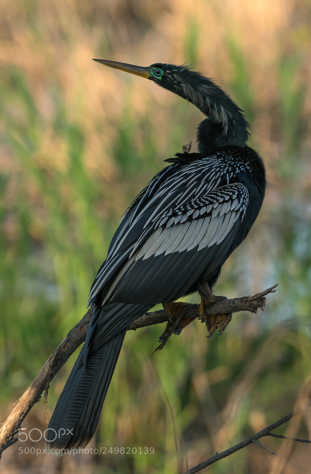 Sony a7R II sample photo. Anhinga photography