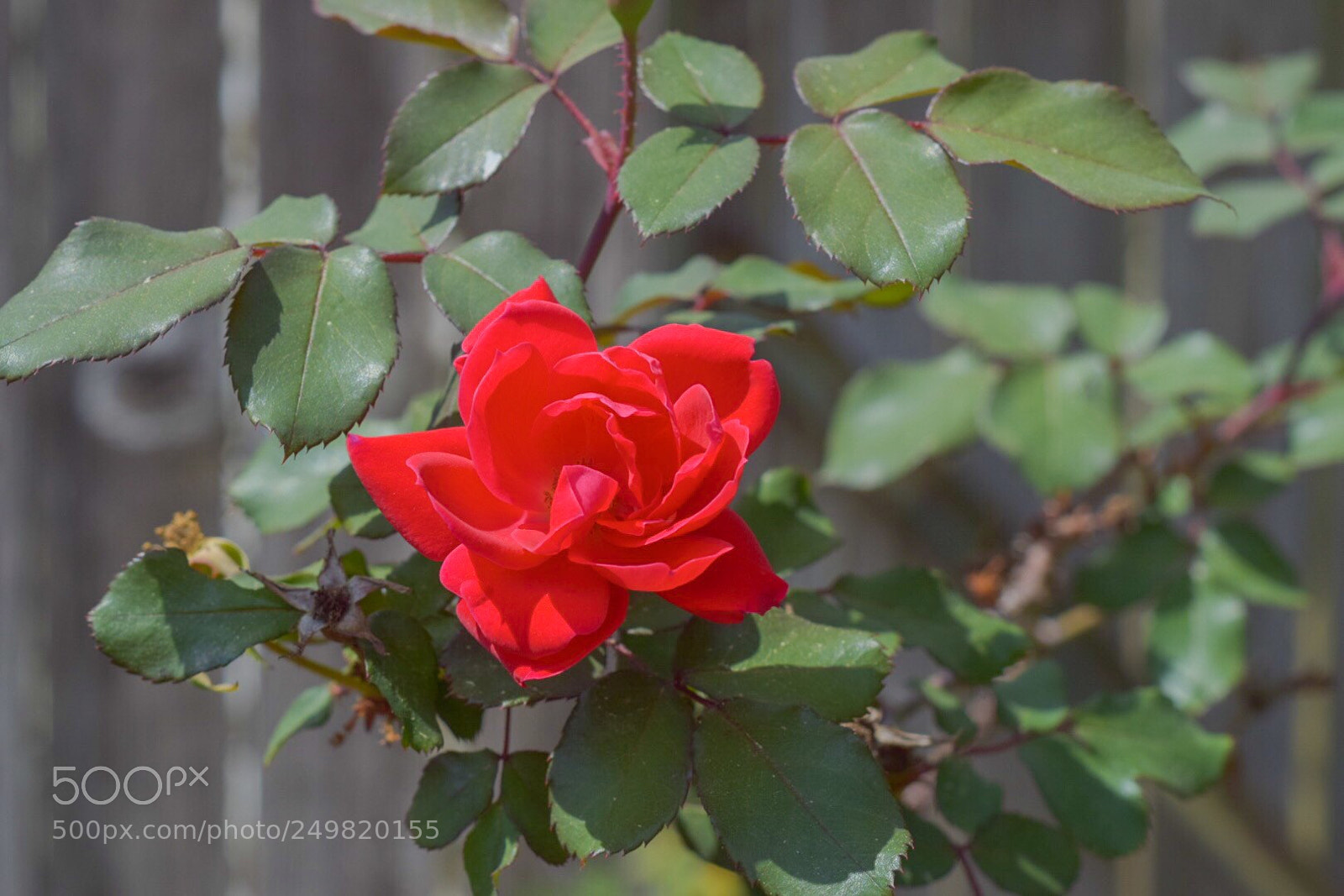 Nikon D3300 sample photo. Imitation velvet photography