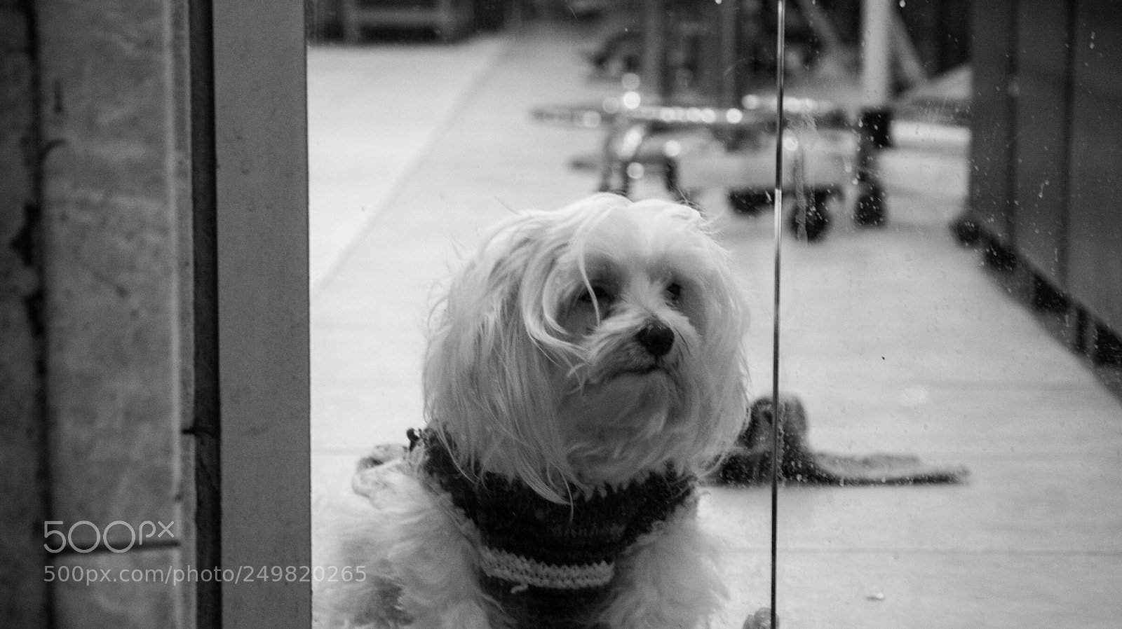 Canon EOS 750D (EOS Rebel T6i / EOS Kiss X8i) sample photo. Ruff life photography