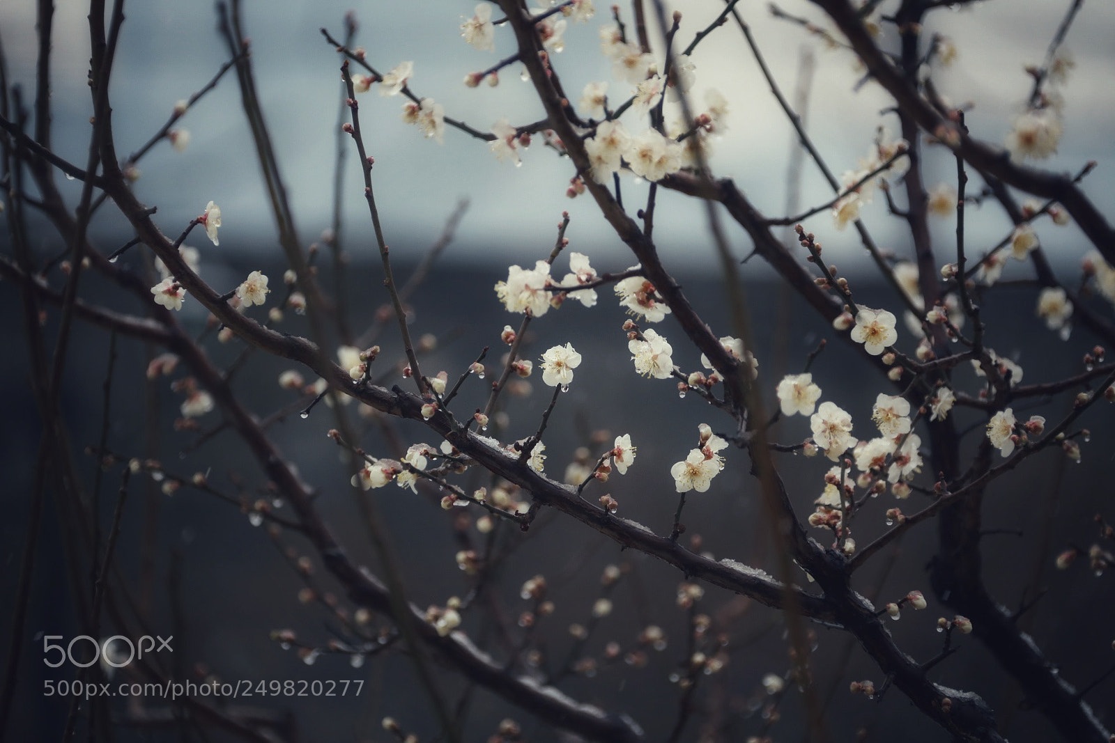 Canon EOS 5D Mark IV sample photo. Untitled photography