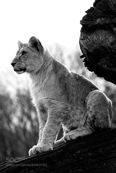 Nikon D200 sample photo. Big cub photography