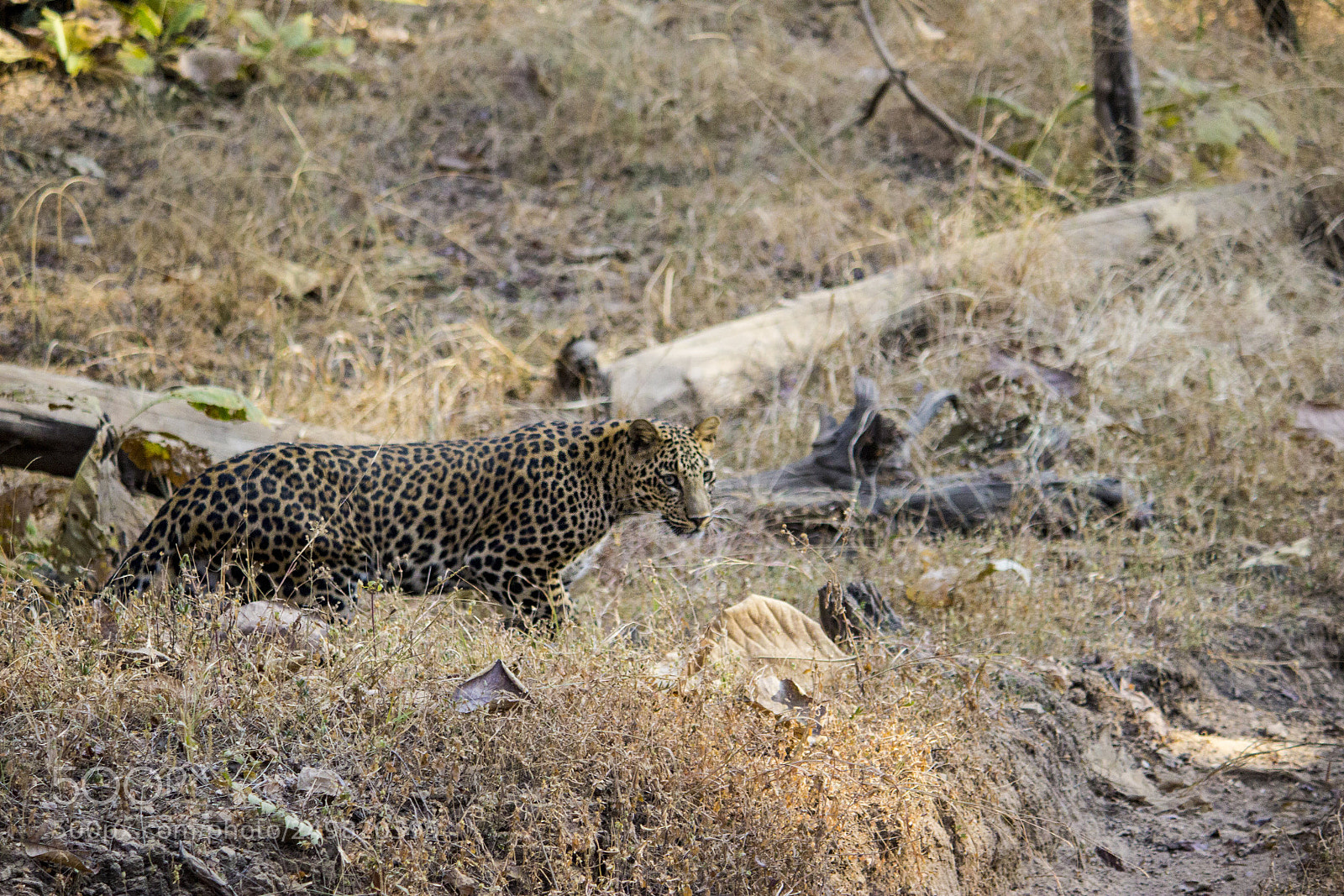 Canon EOS 1200D (EOS Rebel T5 / EOS Kiss X70 / EOS Hi) sample photo. Leopard photography