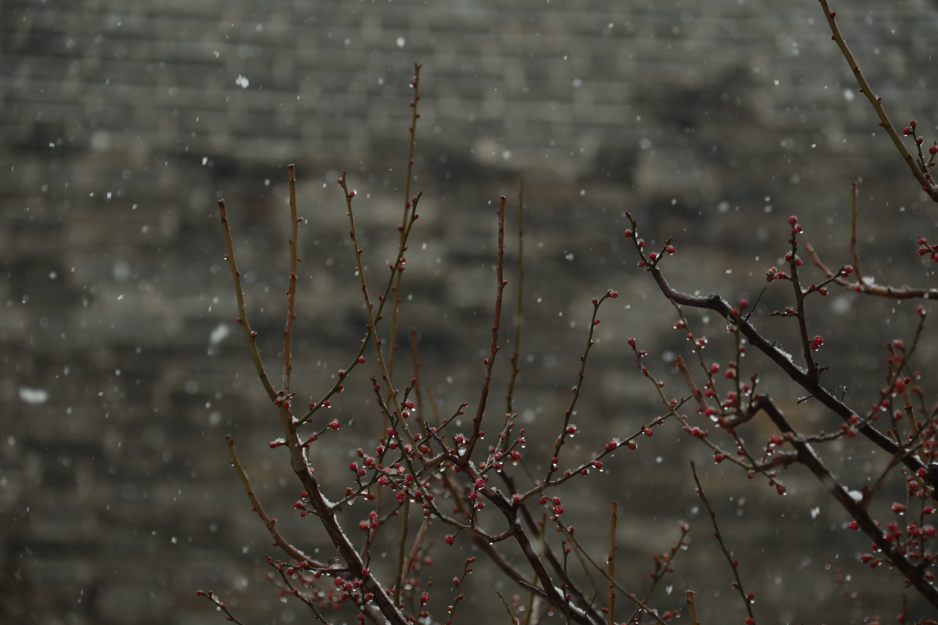 Canon EF 28-300mm F3.5-5.6L IS USM sample photo