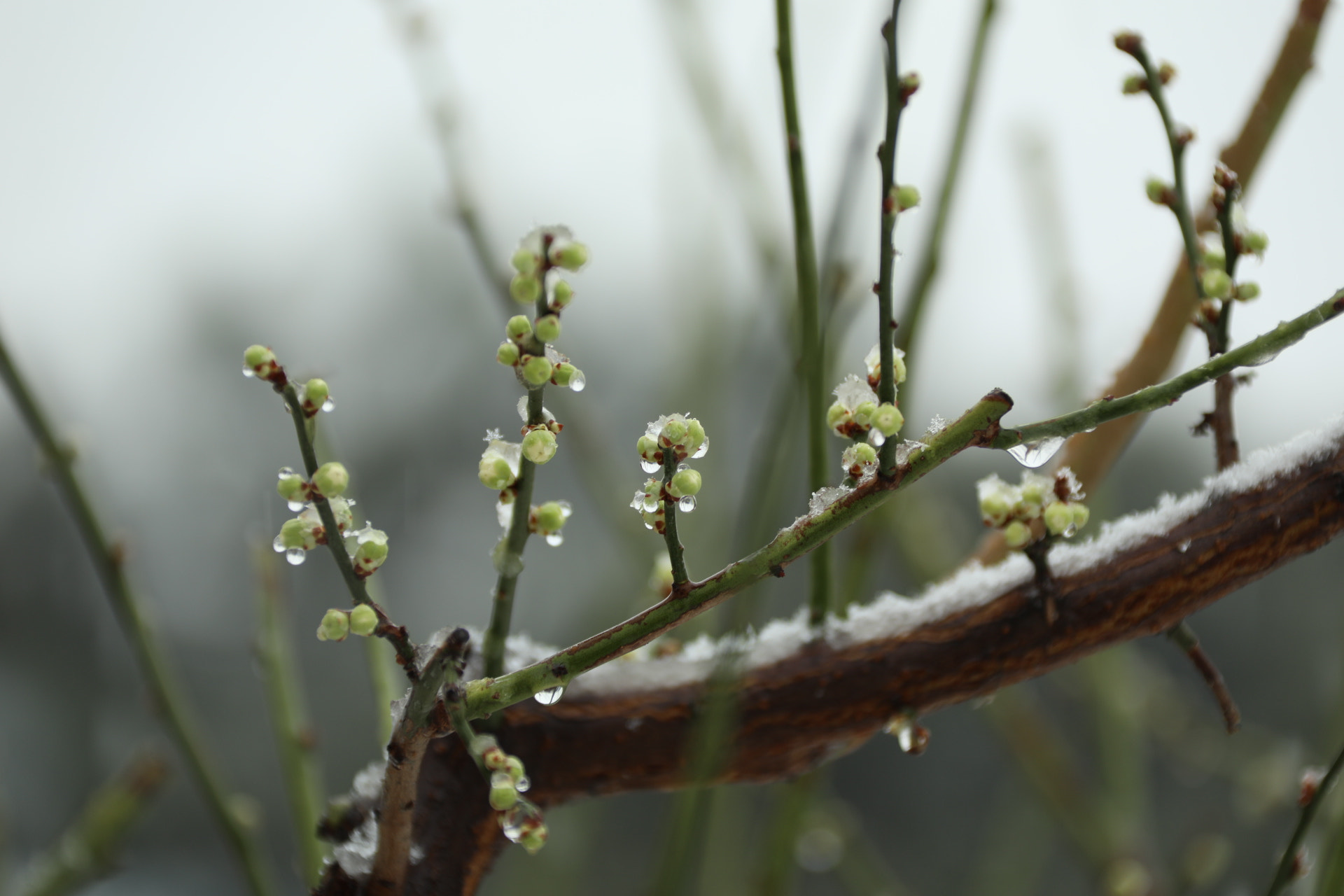 Canon EF 28-300mm F3.5-5.6L IS USM sample photo
