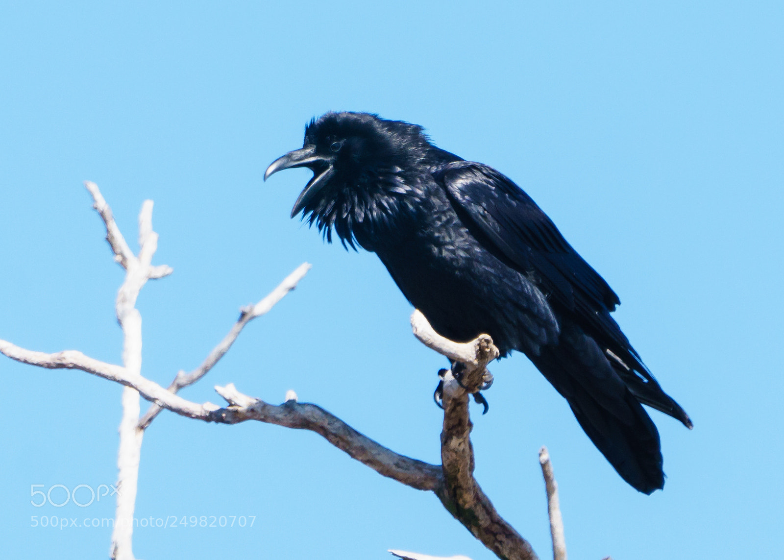 Sony a6300 sample photo. "nevermore!" photography